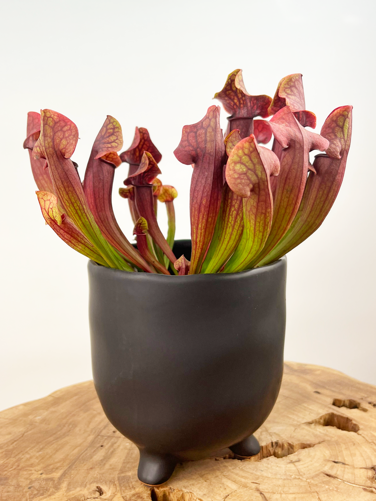 Pot Elly 'Matzwart' | 12cm