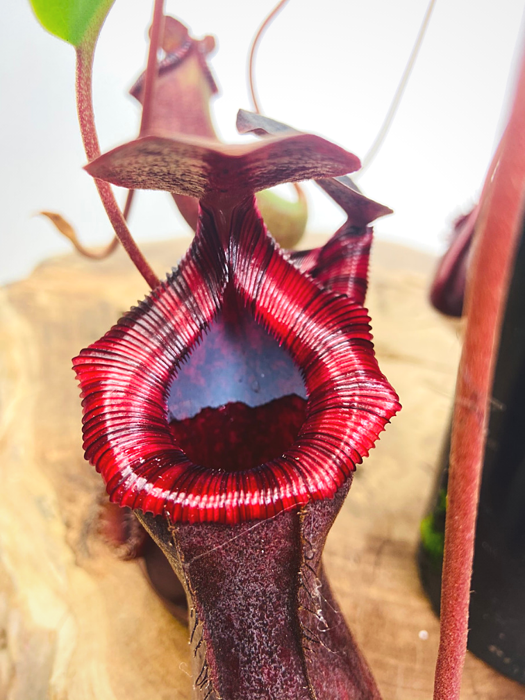 Bekerplant "Singalana x Ventricosa" - groot | ø 12 cm x ↕ 15 cm