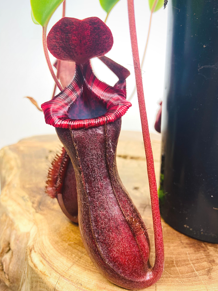 Bekerplant "Singalana x Ventricosa" - groot | ø 12 cm x ↕ 15 cm