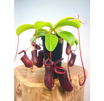 Bekerplant "Singalana x Ventricosa" - groot | ø 12 cm x ↕ 15 cm