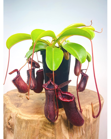 Bekerplant "Singalana x Ventricosa" - groot | ø 12 cm x ↕ 15 cm