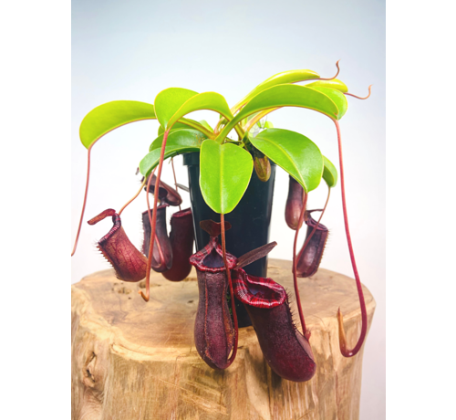 Bekerplant "Singalana x Ventricosa" - groot | ø 12 cm x ↕ 15 cm