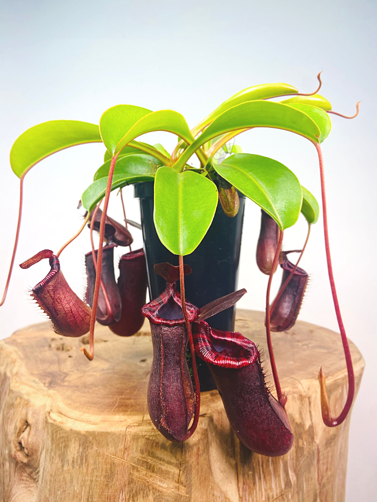 Bekerplant "Singalana x Ventricosa" - groot | ø 12 cm x ↕ 15 cm