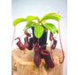 Bekerplant "Singalana x Ventricosa" - groot | ø 12 cm x ↕ 15 cm