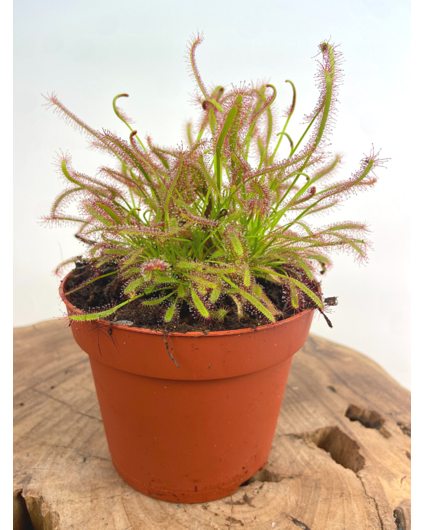 Zonnedauw "Capensis"' - groot | ø 12 cm x ↕ 12 cm