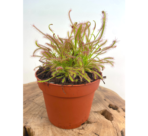 Zonnedauw "Capensis"' - groot | ø 12 cm x ↕ 12 cm