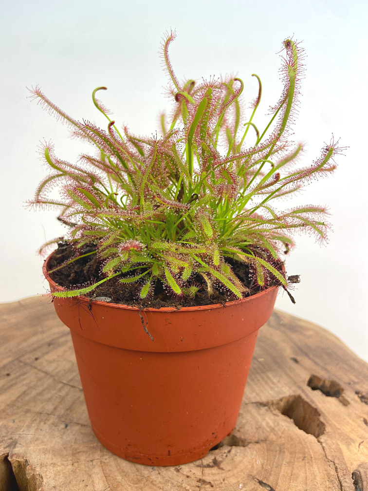 Zonnedauw "Capensis"' - groot | ø 12 cm x ↕ 12 cm