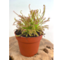 Zonnedauw "Capensis"' - groot | ø 12 cm x ↕ 12 cm