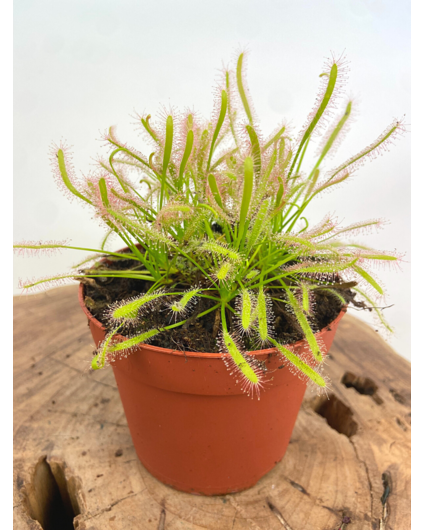 Zonnedauw "Capensis Alba" - groot | ø 12 cm x ↕ 12 cm