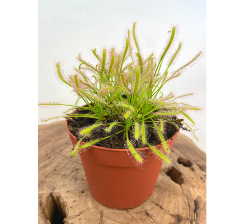 Zonnedauw "Capensis Alba" - groot | ø 12 cm x ↕ 12 cm