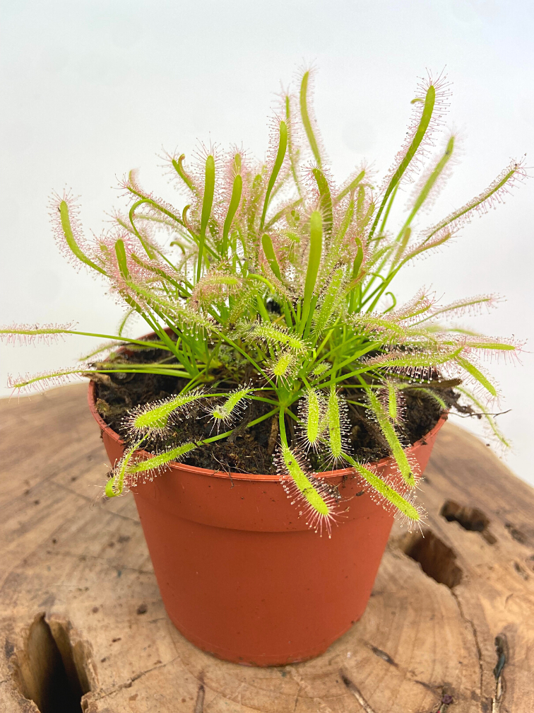 Zonnedauw "Capensis Alba" - groot | ø 12 cm x ↕ 12 cm