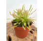 Zonnedauw "Capensis Alba" - groot | ø 12 cm x ↕ 12 cm