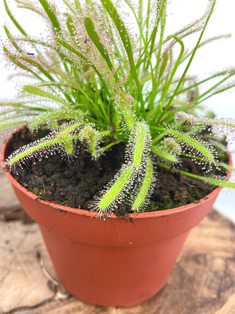 Zonnedauw "Capensis Alba" - groot | ø 12 cm x ↕ 12 cm