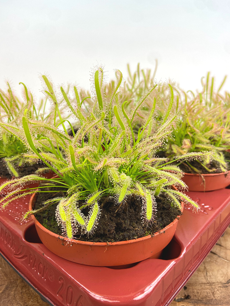 Zonnedauw "Capensis Alba" - groot | ø 12 cm x ↕ 12 cm