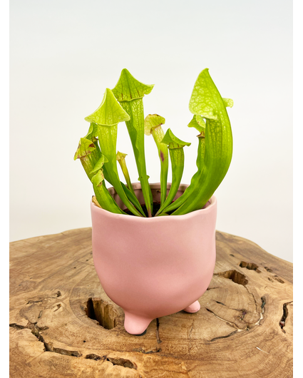 Plantenpot "Elly" - Roze |  8,5cm