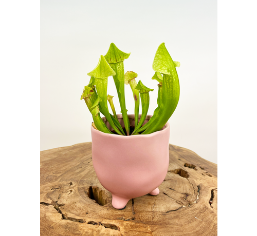 Plantenpot "Elly" - Roze |  8,5cm