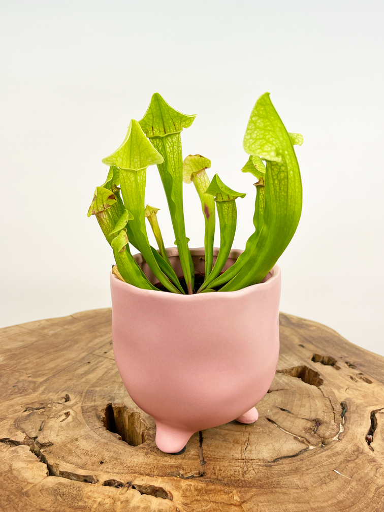 Plantenpot "Elly" - Roze |  8,5cm