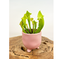 Plantenpot "Elly" - Roze |  8,5cm