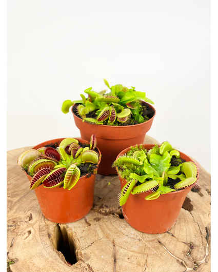 Kneusjes mix - 3 Venus vliegenvallen