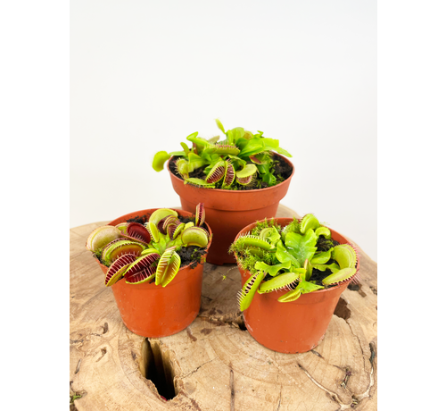 Kneusjes mix - 3 Venus vliegenvallen