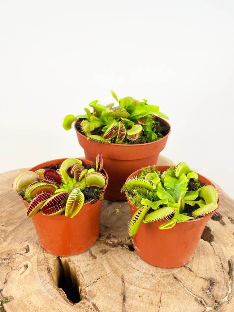 Kneusjes mix - 3 Venus vliegenvallen