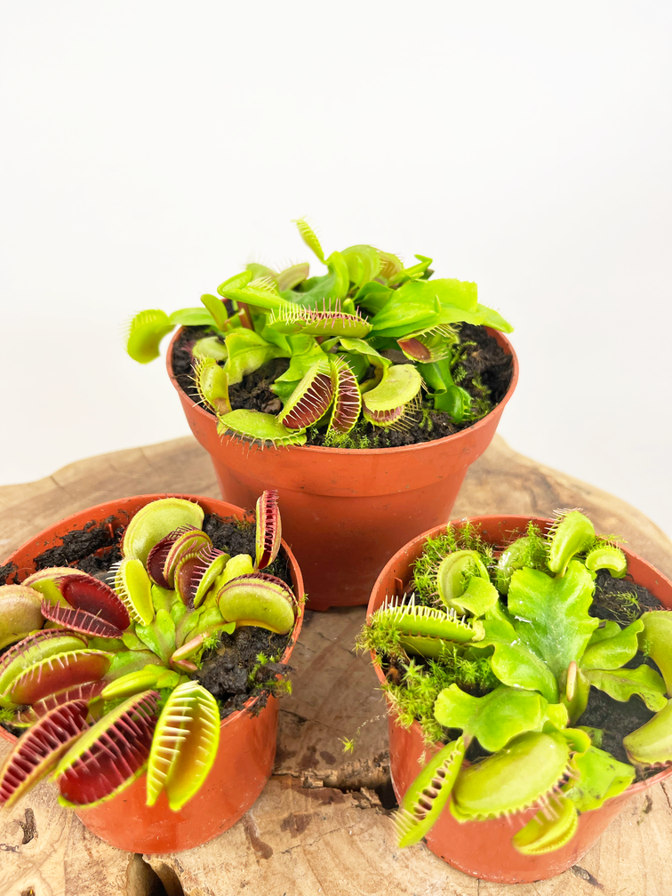 Kneusjes mix - 3 Venus vliegenvallen