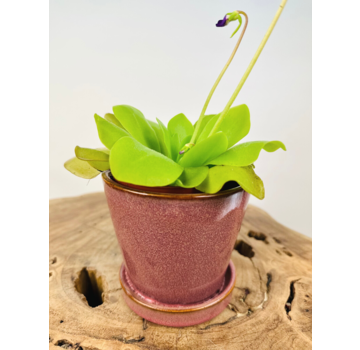 Plantenpot "Saartje" - Rood | 8,5cm