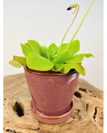 Plantenpot "Saartje" - Rood | 8,5cm