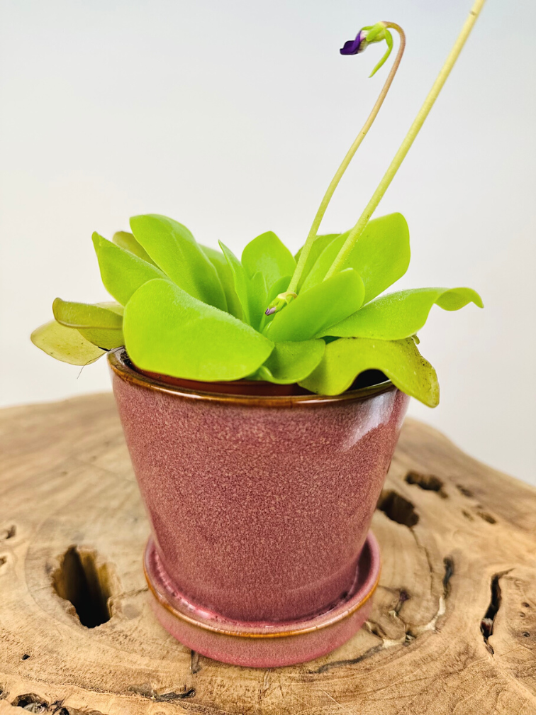 Plantenpot "Saartje" - Rood | 8,5cm