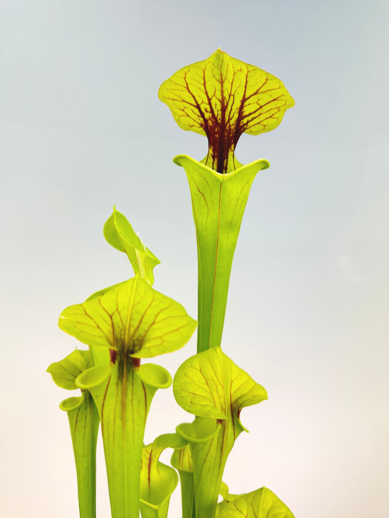 Trompetbekerplant "x Redneck" - groot | ø 12 cm x ↕ 25-35 cm