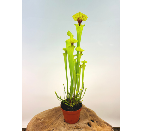 Trompetbekerplant "x Redneck" - groot | ø 12 cm x ↕ 25-35 cm