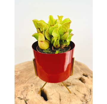 Plantenpot "Blush" - Rood | 8,5cm