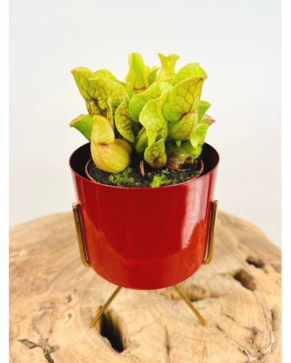 Plantenpot "Blush" - Rood | 8,5cm