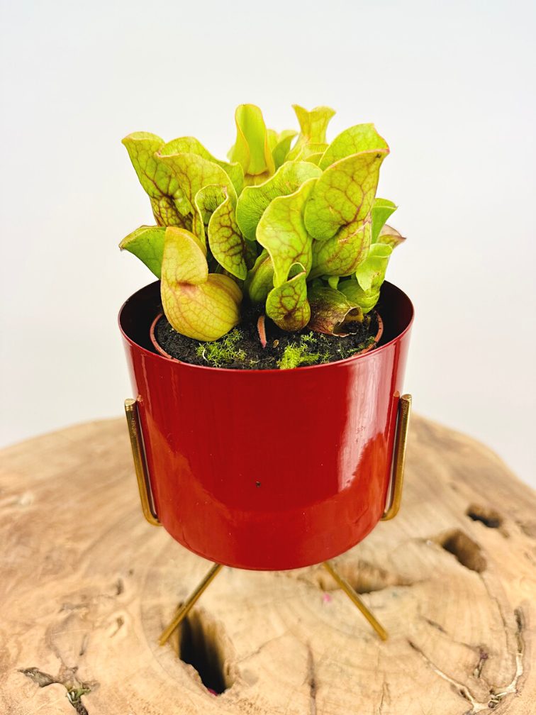 Plantenpot "Blush" - Rood | 8,5cm