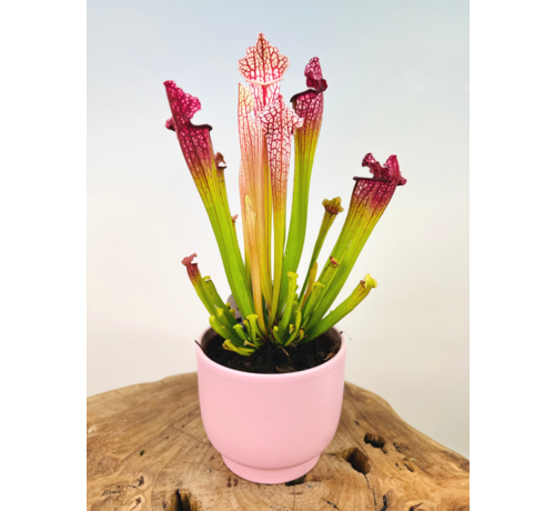 Plantenpot "Lowie" - pink | 12cm