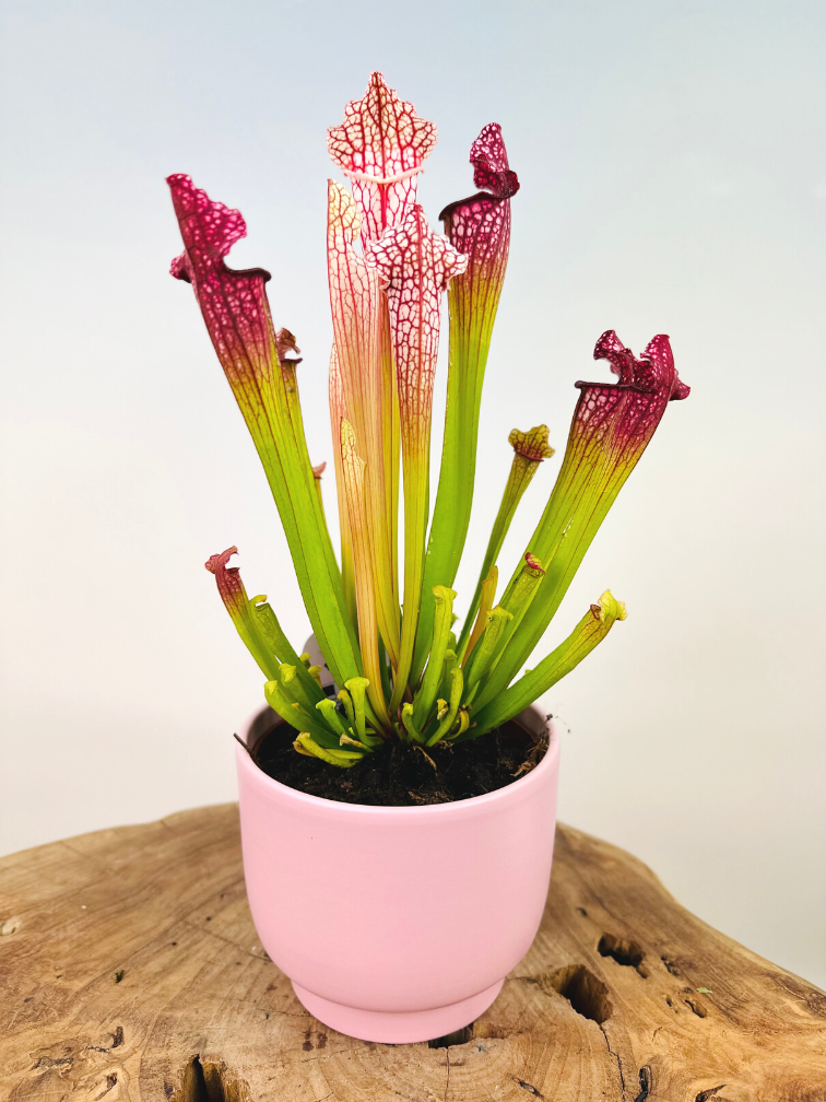 Plantenpot "Lowie" - pink | 12cm