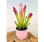 Plantenpot "Lowie" - pink | 12cm
