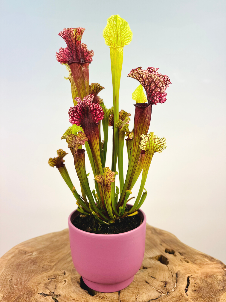 Plantenpot "Lowie" - Lilac | 12cm