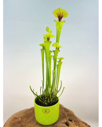 Plantenpot "Rex" - green | 12cm