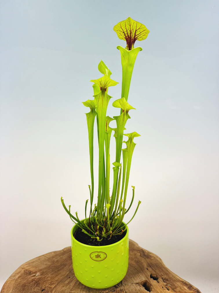 Plantenpot "Rex" - green | 12cm