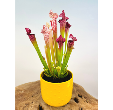 Plantenpot "Rex" - yellow | 12cm