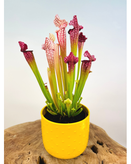 Plantenpot "Rex" - yellow | 12cm