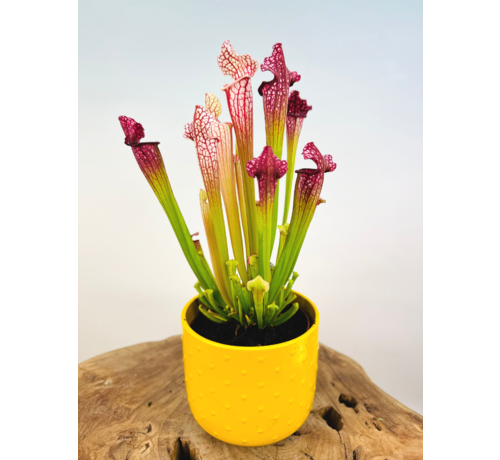 Plantenpot "Rex" - yellow | 12cm