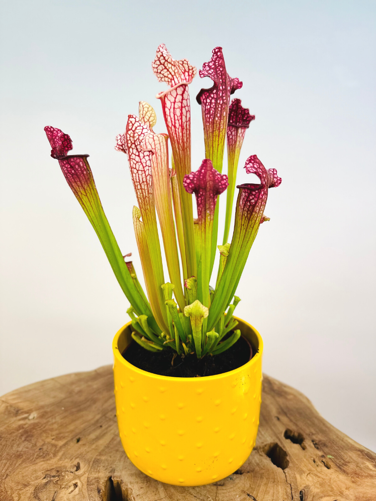 Plantenpot "Rex" - yellow | 12cm