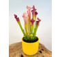 Plantenpot "Rex" - yellow | 12cm