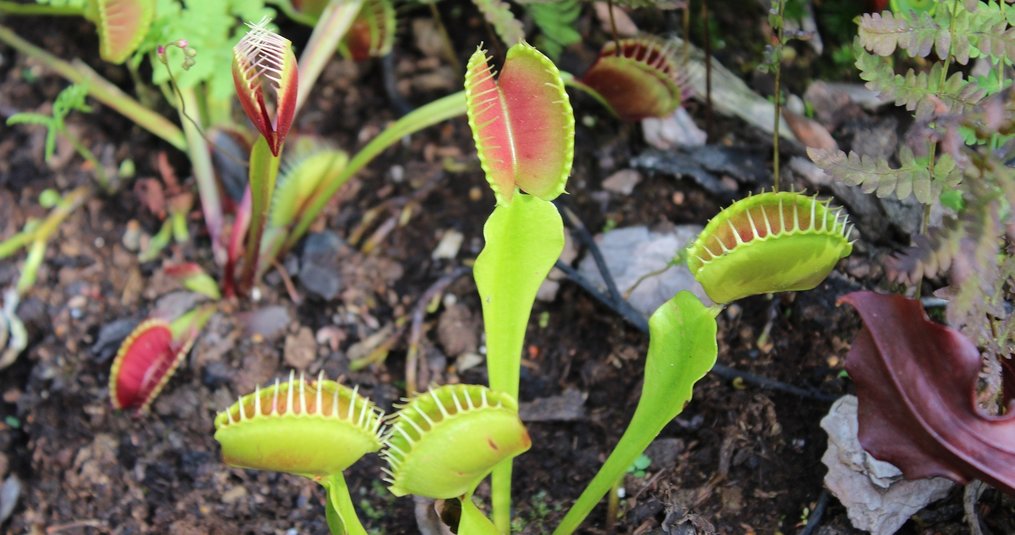 Alles over de Venus vliegenvanger (Dionaea Muscipula)