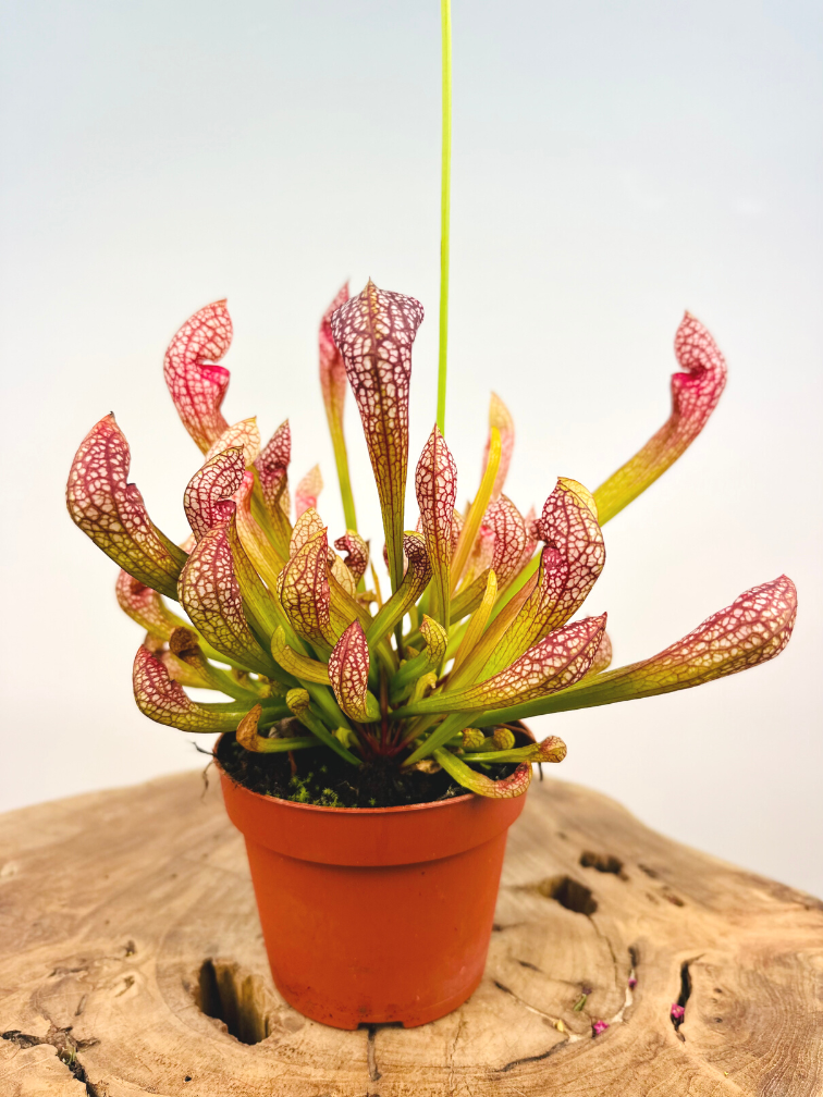 Trompetbekerplant "Scarlet Belle" - groot | ø 12 cm x ↕ 20 cm