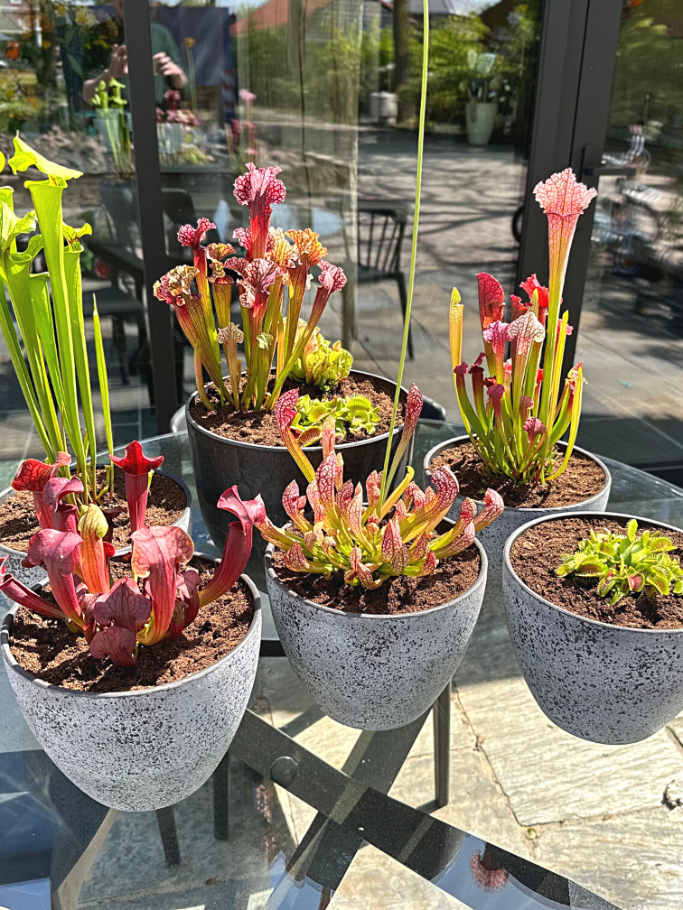 Moerasbak 'Karel' - met S. 'PsittScarlet Bellecina' | ⌀22x17cm