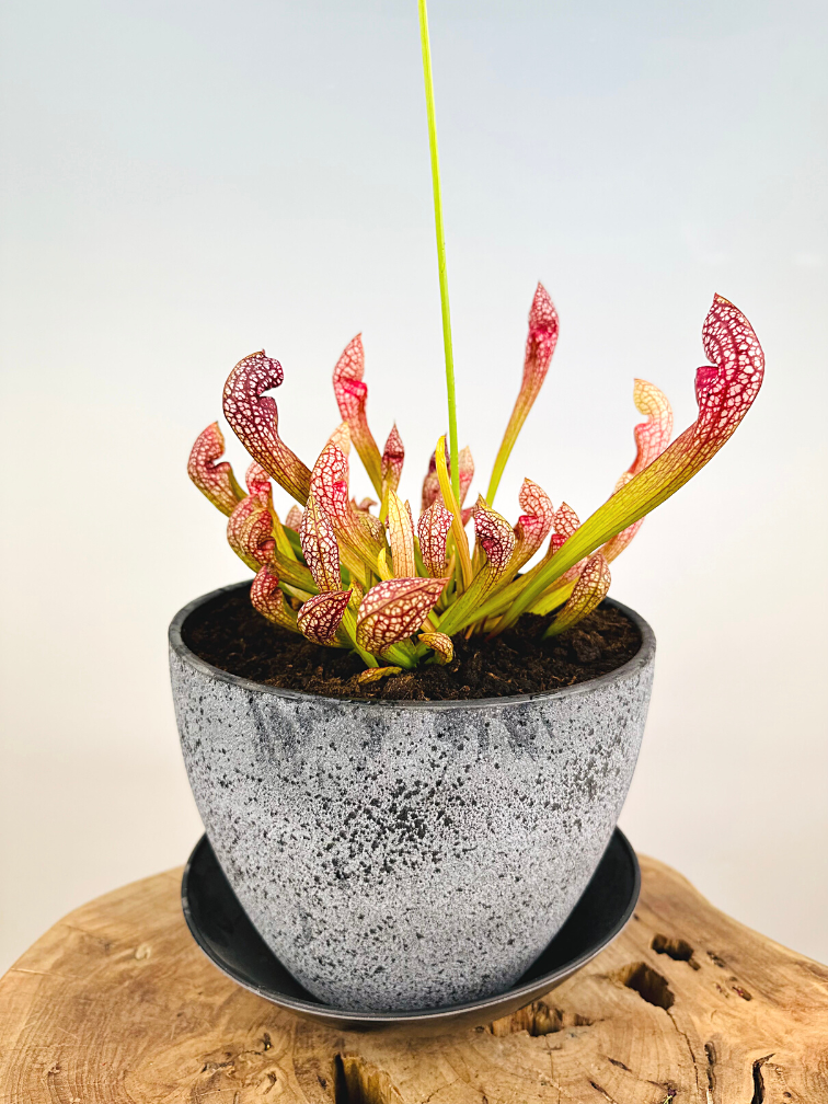 Moerasbak 'Karel' - met S. 'PsittScarlet Bellecina' | ⌀22x17cm