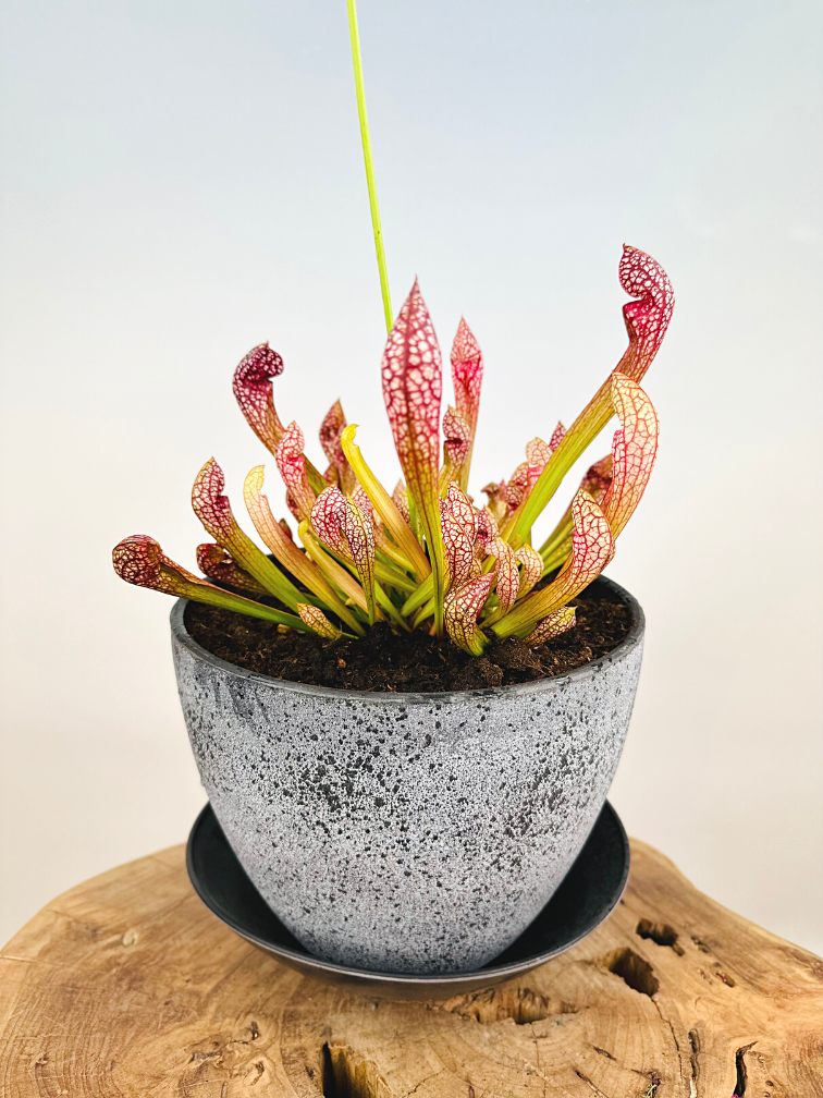 Moerasbak 'Karel' - met S. 'PsittScarlet Bellecina' | ⌀22x17cm